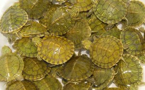 Baby turtles for sale online