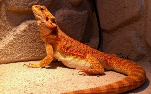 Bearded Dragon Pet store