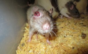 Best small Reptiles pets