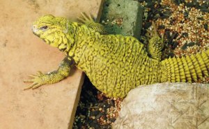Best type of lizards for a pet