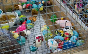 Buy live animals online