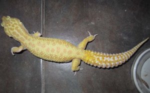 Cheap geckos for sale