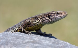 Common lizards pets