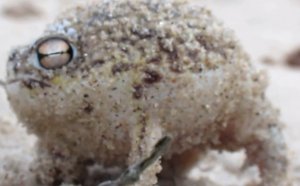 Desert rain Frog pet