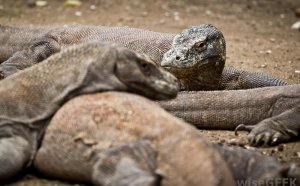 Different types of lizards