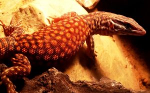 Dwarf monitor lizards