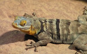 Easy lizards to keep