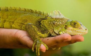 Easy Reptiles to keep