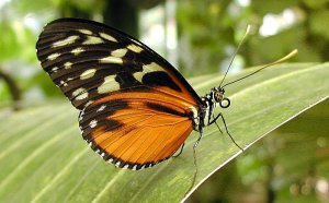 Exotic insects for sale