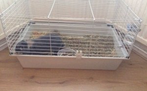 Exotics pets for sale
