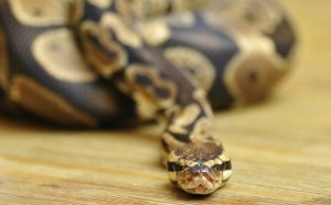 Good pet Snake for Beginners