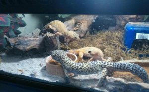 Leopard Gecko for sale pet at Home