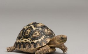 Live Tortoises for sale