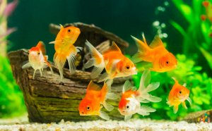 Low maintenance pets for Kids