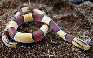 Non poisonous snakes for sale