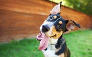 Pet for kids