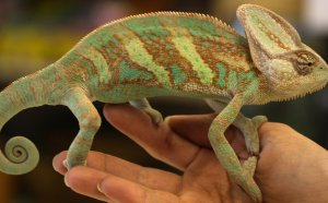 Pet Shop that sell snakes