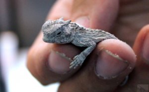 Pet stores that sell Reptiles