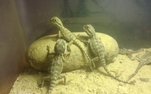 Pygmy Bearded Dragon for sale
