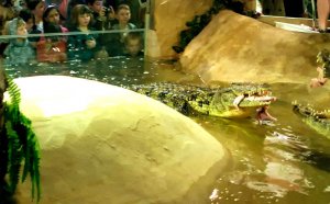 Reptile Store Canada