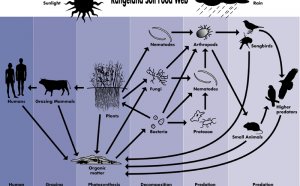 Reptiles pets for kids