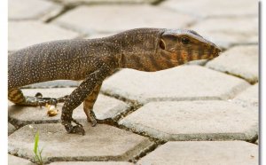 Small Monitor Lizards