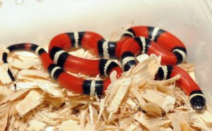 Snake for sale in California