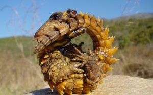 Unusual Reptiles pets