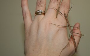 Walking stick Bug for sale