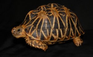 Water Tortoise for sale