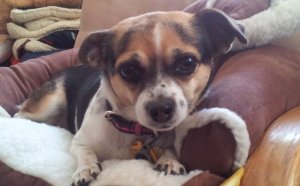 Where is a Pet store near me?