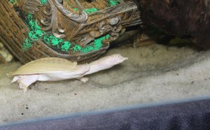 Where to Get pet turtles?