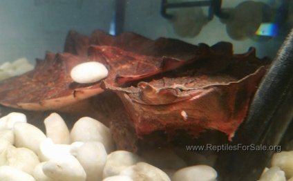 Reptile Selling website