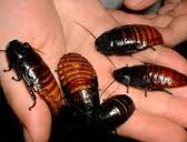 roachpic.jpg