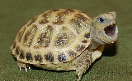 Russian Tortoise Price