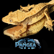 Show image?post=12104&type=listing