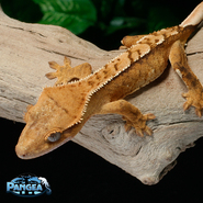 Show image?post=12565&type=listing