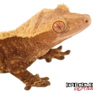 Show image?post=12924&type=listing