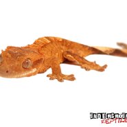 Show image?post=12930&type=listing