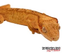 Show image?post=12931&type=listing