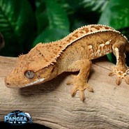 Show image?post=13209&type=listing