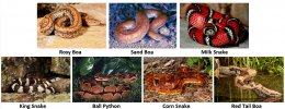 Snake ID Collage.JPG