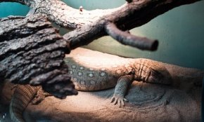 Spot the Savannah Monitor