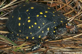 Spotted Turtle (Image: Fish & Wildlife Service)