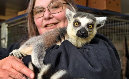 Exotic animals prices