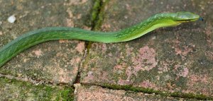 Thailand Snake - Red Tailed Racer, Gonyosoma oxycephalum
