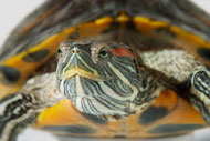 The Red-Eared Slider