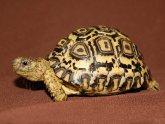 African Turtle for sale
