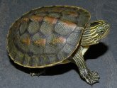 Baby aquatic turtles for sale