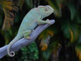 Best pet chameleon Species